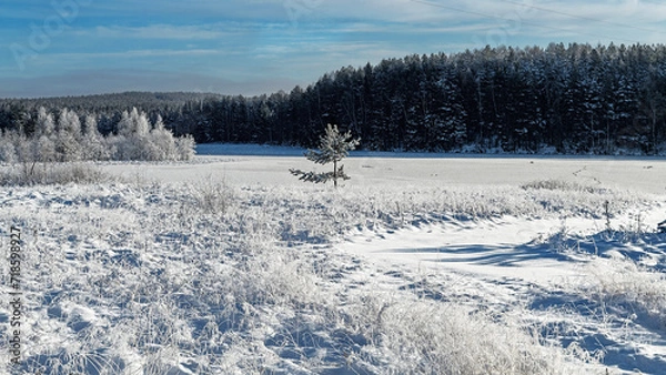 Obraz snow covered trees