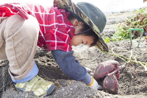 Fototapeta 芋掘りをする子供
