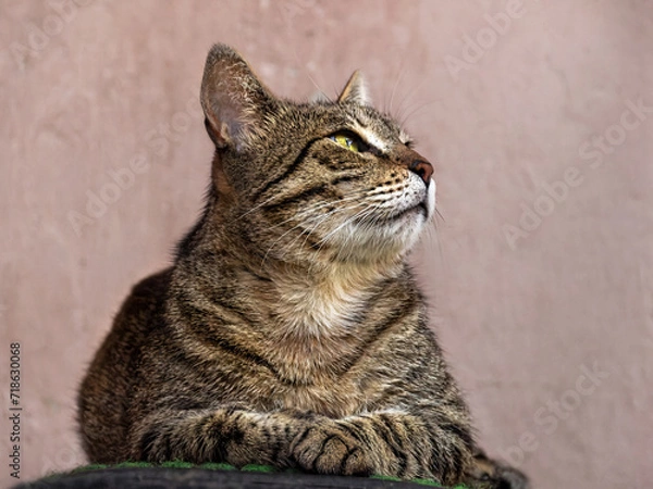 Obraz tabby cat portrait