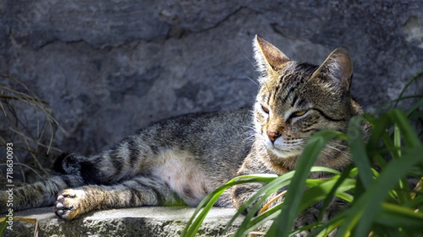 Obraz gray cat on the rock