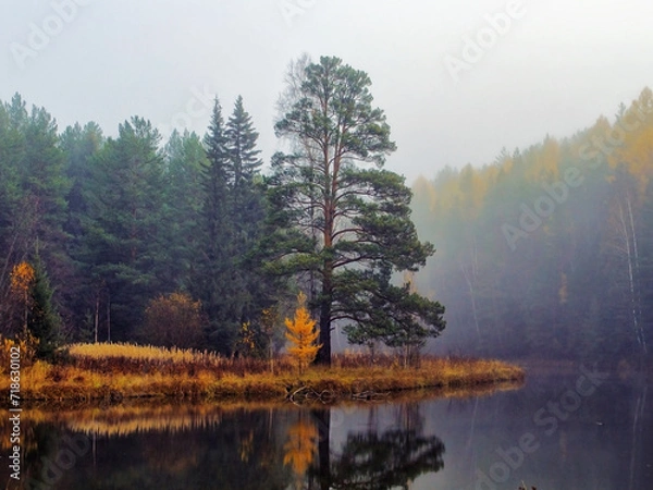 Obraz morning in the forest