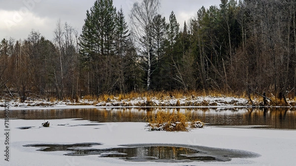 Obraz forest in winter