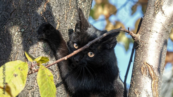 Obraz black and white kitten