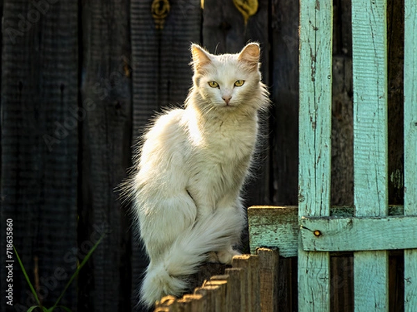 Obraz cat on the fence