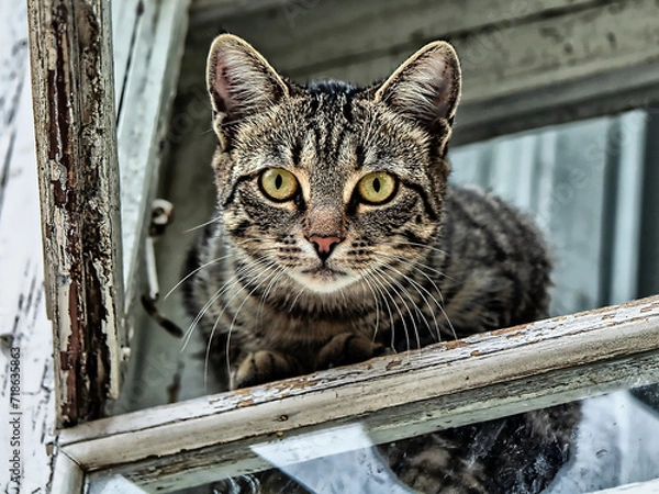 Obraz cat on a window