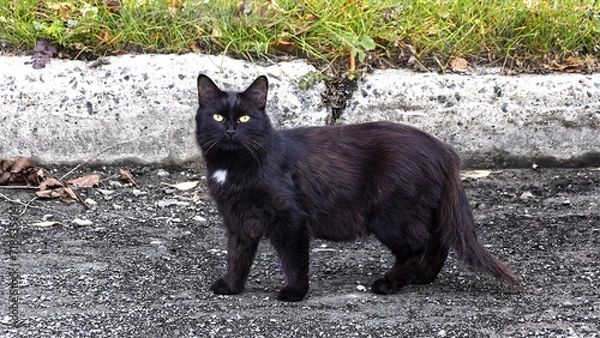 Obraz black cat in the road
