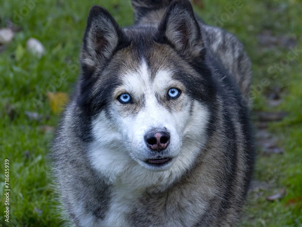 Obraz siberian husky dog