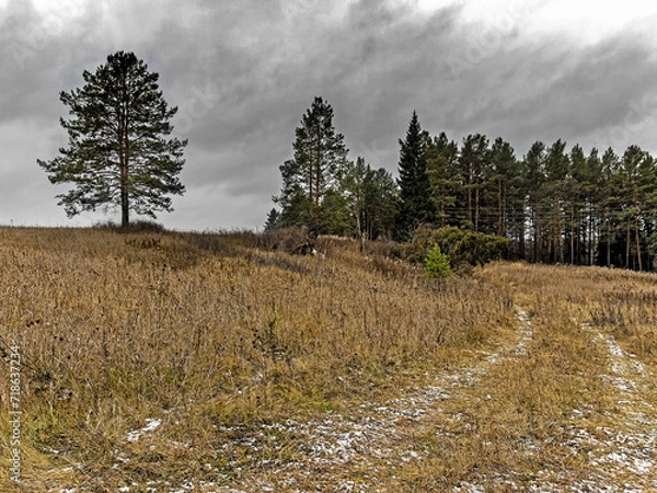 Obraz path in the forest