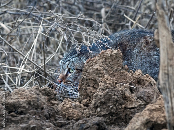 Obraz cat in the nest