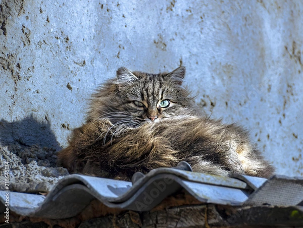 Obraz cat on the roof