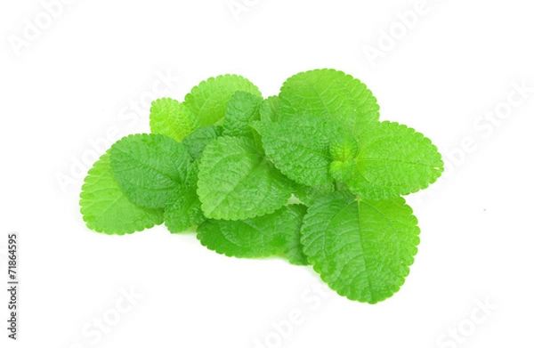 Fototapeta Mint leaf close up on a white background