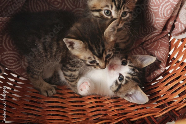 Obraz the kitten in the basket