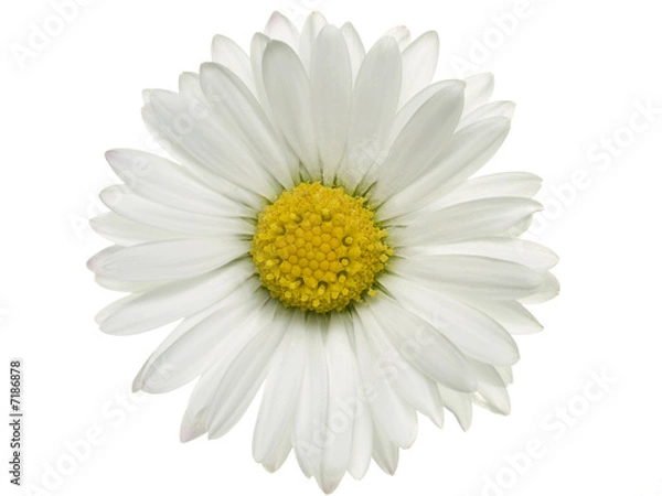 Fototapeta stokrotka