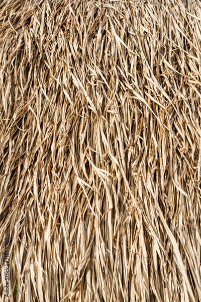 Fototapeta Dry grasses roof