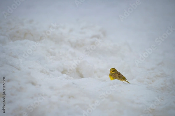 Fototapeta Bunting on snow