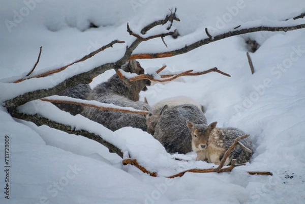 Fototapeta frozen deer