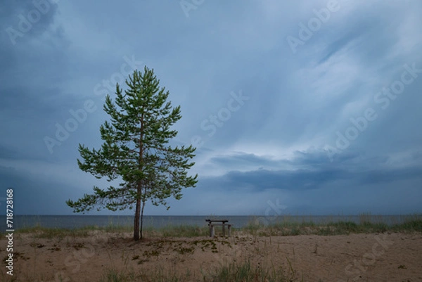 Fototapeta Pine tree and bench