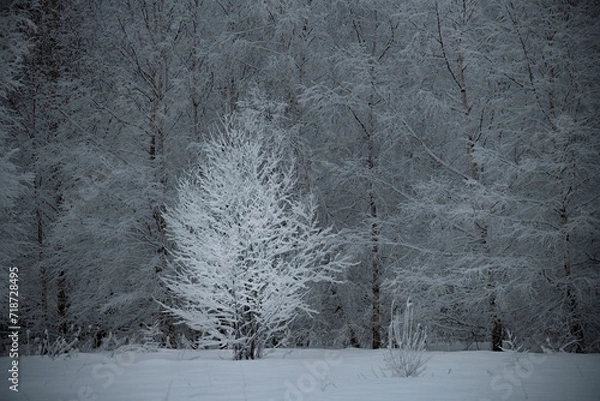 Fototapeta White tree