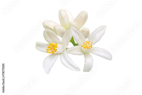 Fototapeta Orange tree blossom isolated transparent png. White calamondin citrus flowers and buds bunch. Fleur d'oranger bloom.
Neroli fragrant flower. Beautiful azahar flowering closeup.