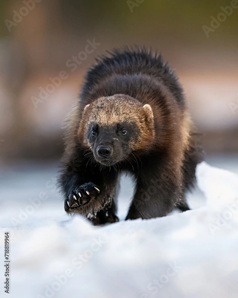 Obraz wolverine walking on snow, visible claws
