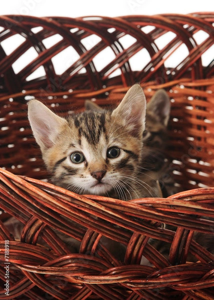 Obraz the kitten in the basket