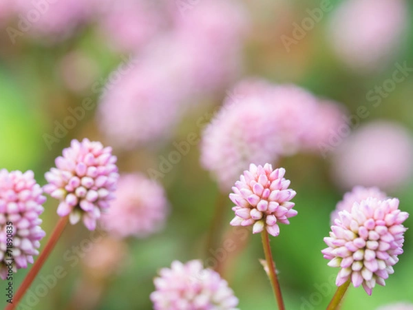 Obraz グランドカバーのヒメツルソバ