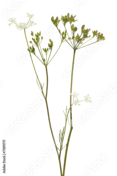 Obraz kminek roślinny