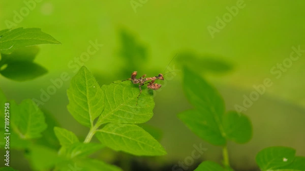 Fototapeta macro image of a Moss Mantis (Haania confusa)
