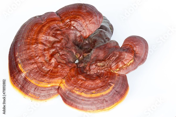 Obraz Ganoderma Lucidum isolated on white background