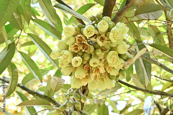 Fototapeta 	
Group bud durian flowers blooming on the branches on tree in the garden, durian fruit grown from small to large, the best product quality in Thailand for export, king of fruit in Thai, bottom view