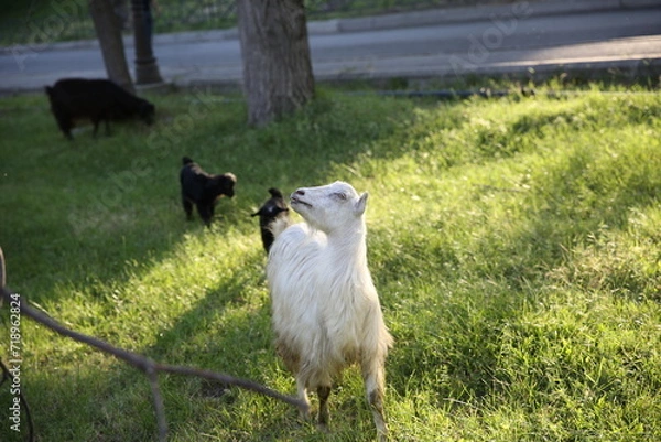 Obraz goat on the meadow