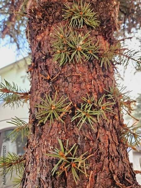 Fototapeta pine branches protruding from pine tree trunk