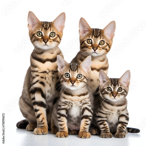 Obraz two kittens isolated on white