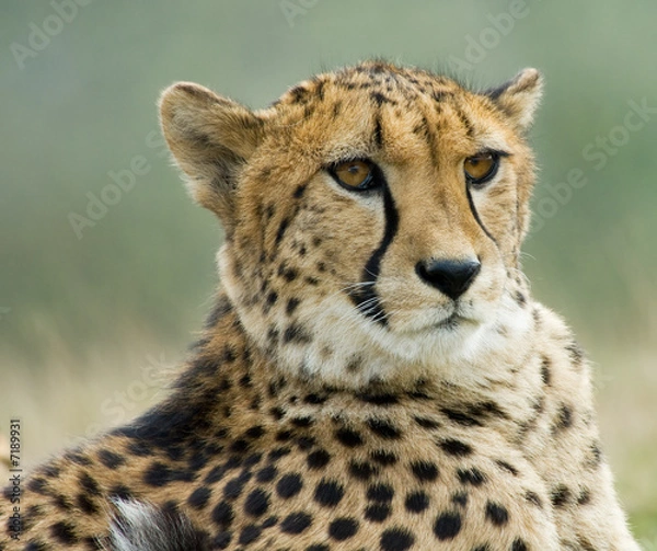 Fototapeta piękny gepard