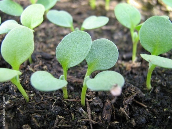 Obraz Seedlings