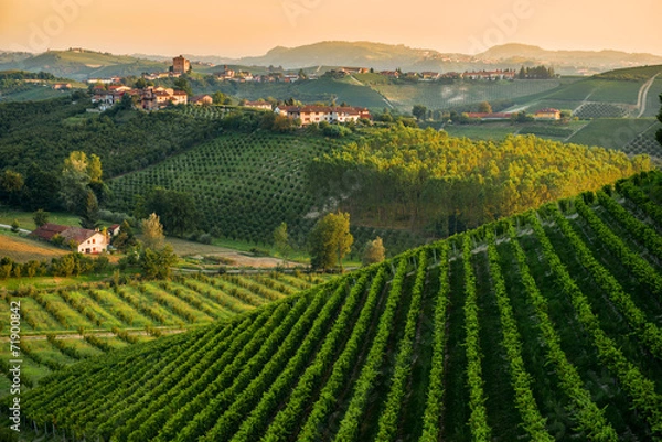 Obraz Pagórkowata panorama z winnicami