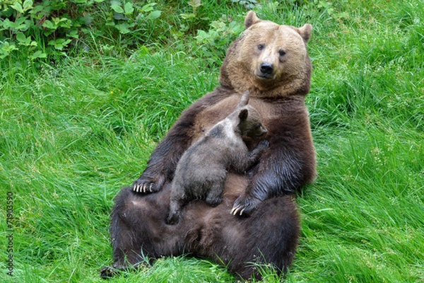 Obraz Braunbärweibchen (ursus arctos) säugt ihr Junges