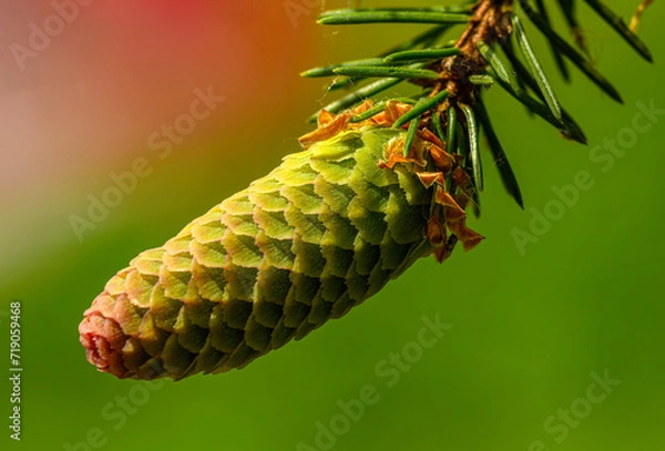 Fototapeta cone in early state of development on tip of spruce branch