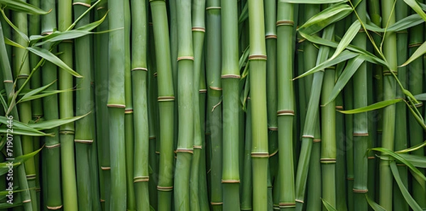 Fototapeta Background green bamboo texture