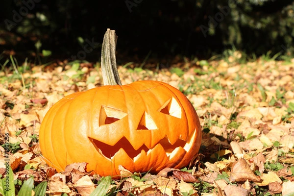 Fototapeta Helloween-Kürbis im Laub