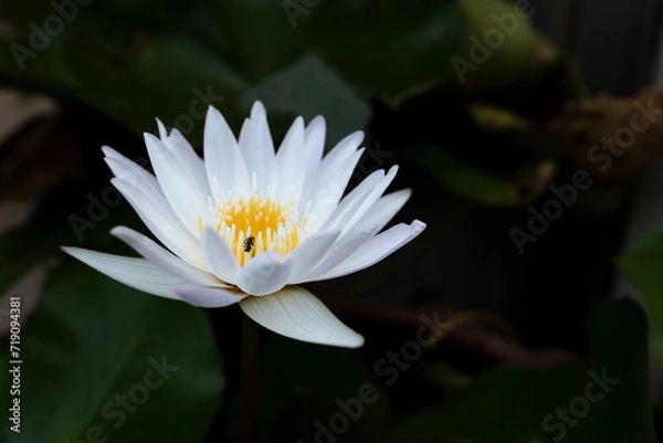 Obraz white lotus flower