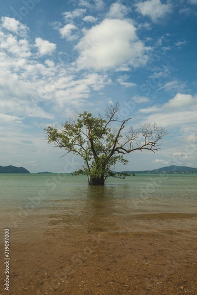 Obraz tree on the beach