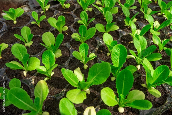 Obraz plant in a garden