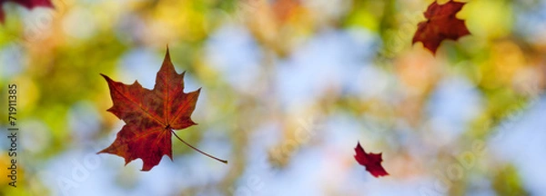 Obraz Colour Dance Motion