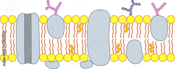Fototapeta The structure of the cell membrane.