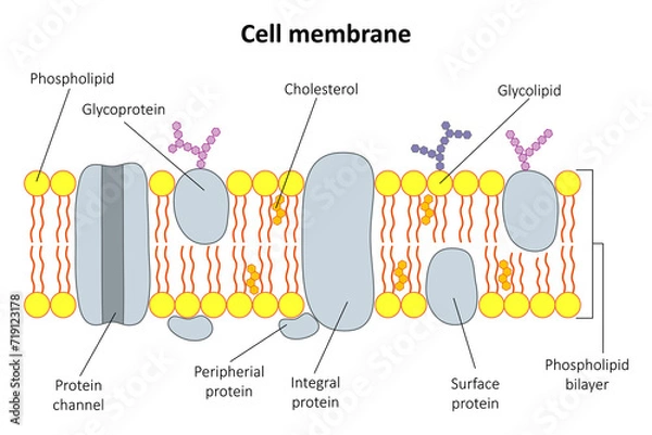 Fototapeta The structure of the cell membrane. Diagram.
