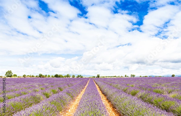Fototapeta Lavander field