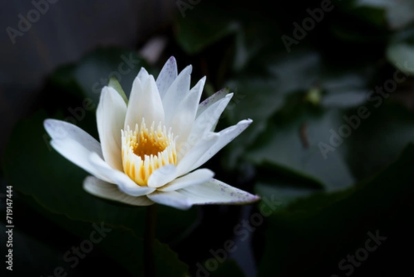 Obraz white lotus flower
