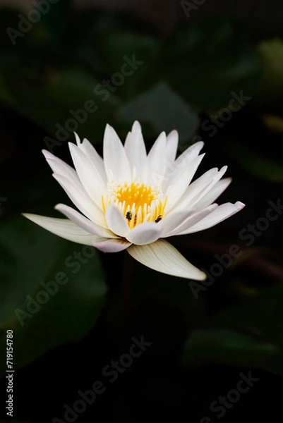 Obraz white lotus flower