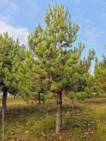 Fototapeta image of pine tree in open forest